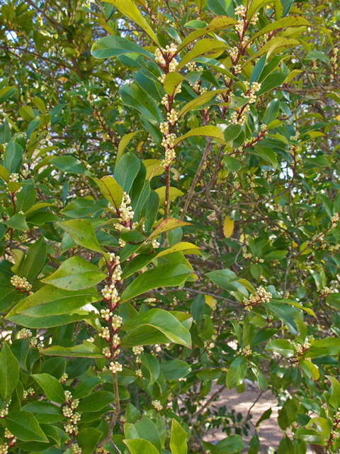 Prunus caroliniana (Carolina cherry-laurel) #49713
