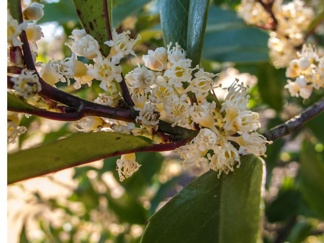 Prunus caroliniana (Carolina cherry-laurel) #49715