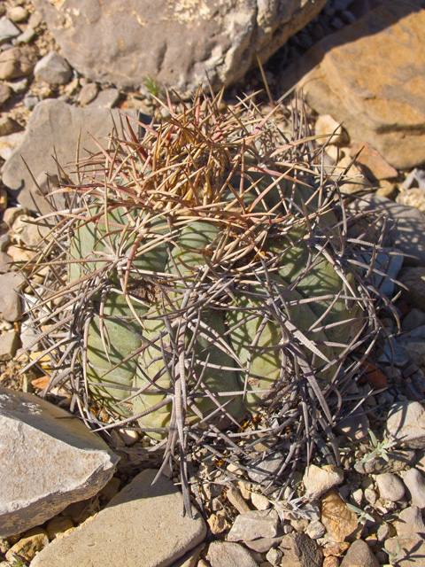 Echinocactus horizonthalonius (Devilshead) #49732