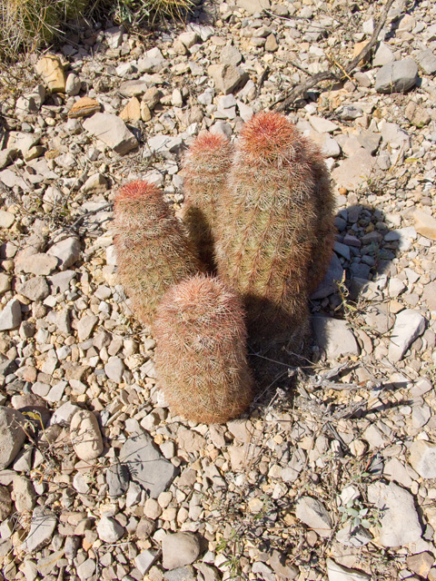 Echinocereus dasyacanthus (Texas rainbow cactus) #49737