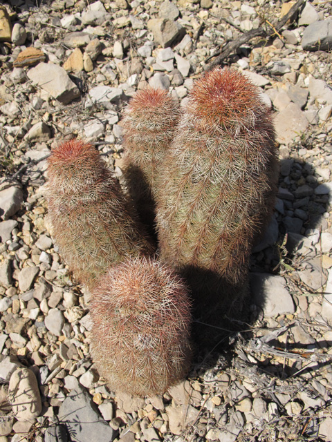 Echinocereus dasyacanthus (Texas rainbow cactus) #49738