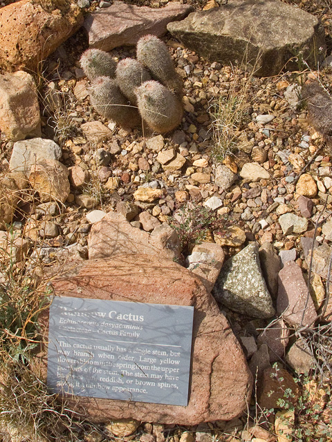 Echinocereus dasyacanthus (Texas rainbow cactus) #49746
