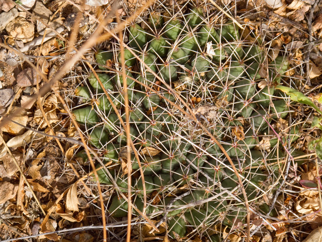 Mammillaria meiacantha (Little nipple cactus) #49748