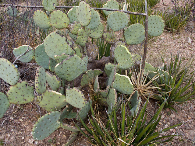 Opuntia engelmannii (Cactus apple) #49758