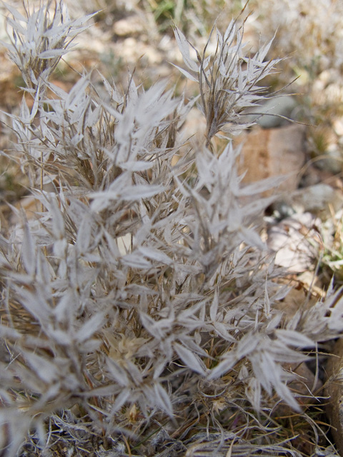 Dasyochloa pulchella (Desert fluffgrass) #49769