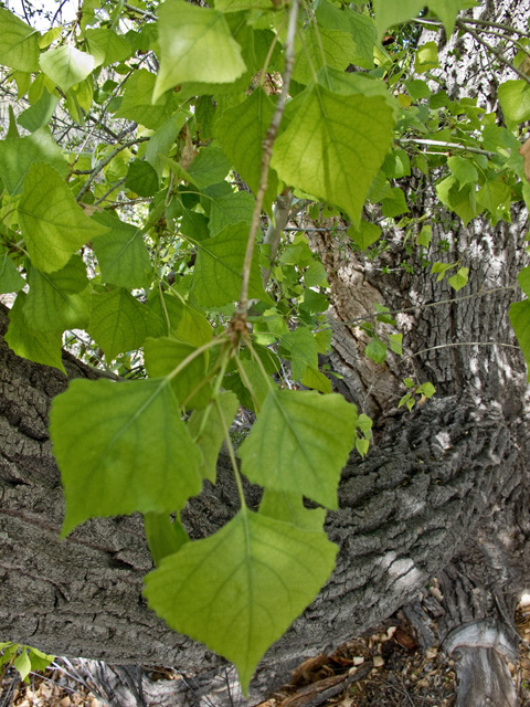 Populus deltoides ssp. wislizeni (Rio grande cottonwood) #49786