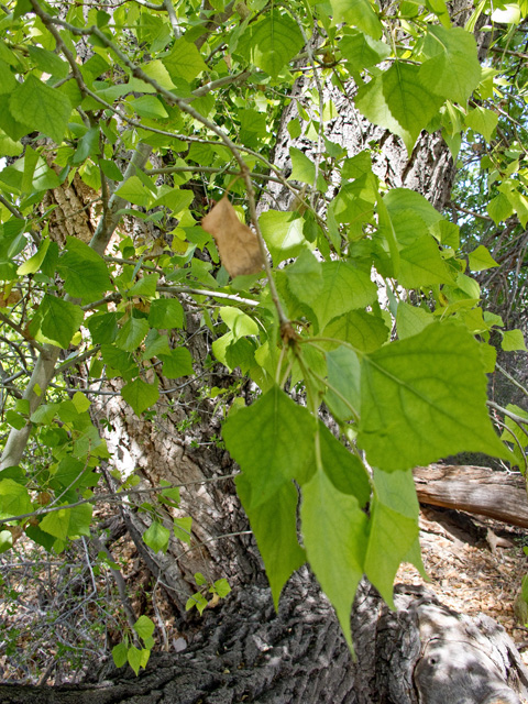 Populus deltoides ssp. wislizeni (Rio grande cottonwood) #49787