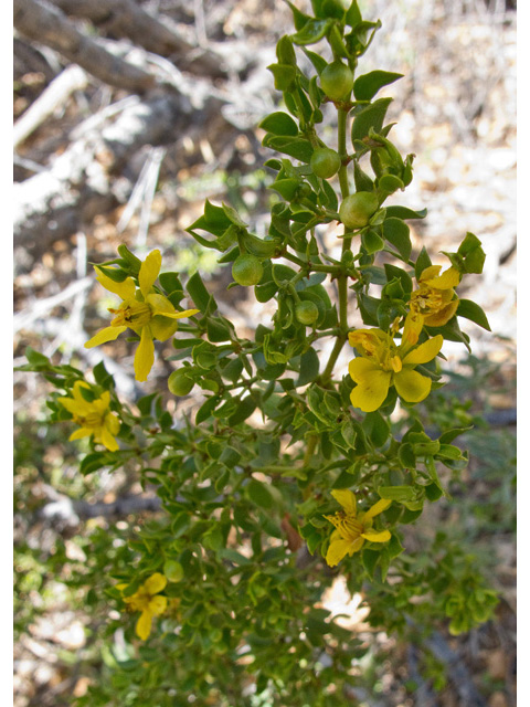 Larrea tridentata (Creosote bush) #49788