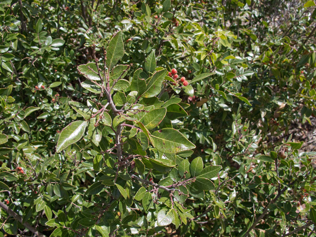 Rhus virens var. choriophylla (Mearn sumac) #49802