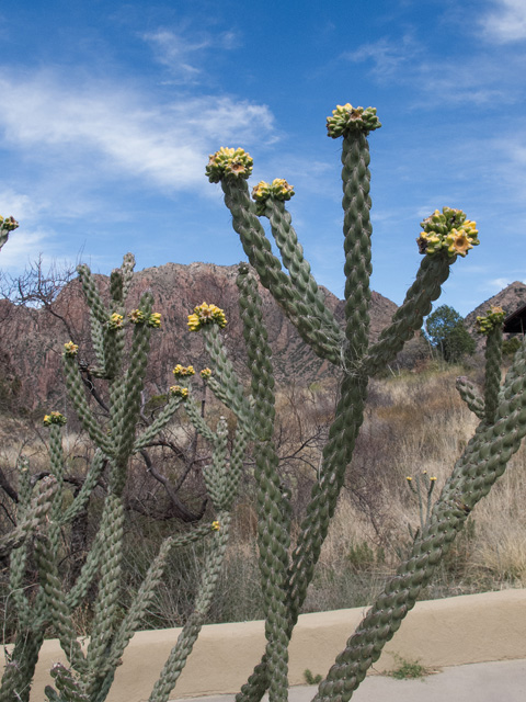 Cylindropuntia spinosior (Walkingstick cactus) #49818