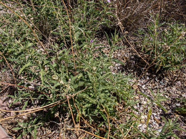 Sphaeralcea angustifolia (Narrowleaf globemallow) #49821