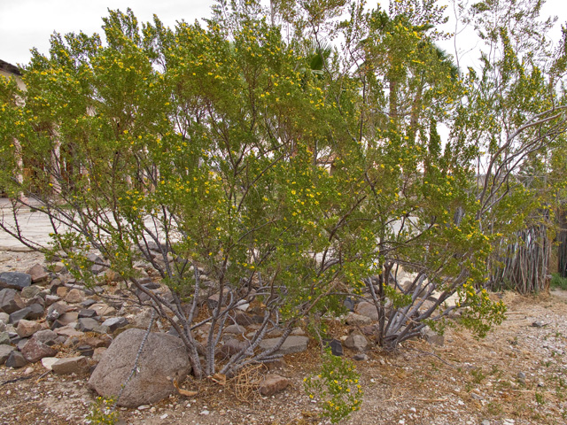 Larrea tridentata (Creosote bush) #49851