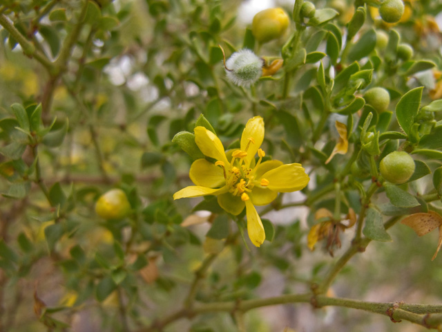 Larrea tridentata (Creosote bush) #49852
