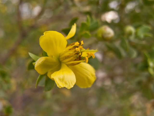 Larrea tridentata (Creosote bush) #49853