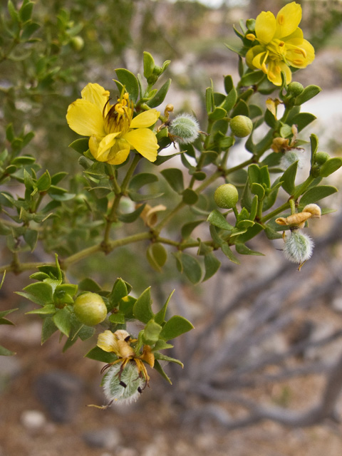 Larrea tridentata (Creosote bush) #49854