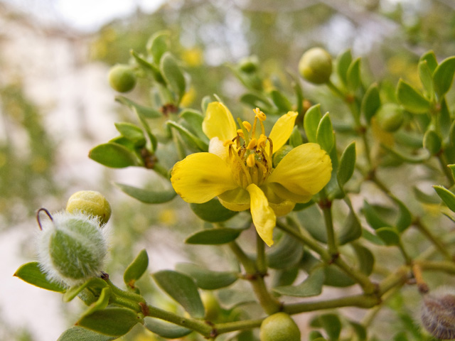 Larrea tridentata (Creosote bush) #49855