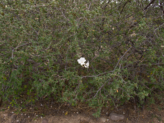 Cordia parvifolia (Littleleaf cordia) #49864