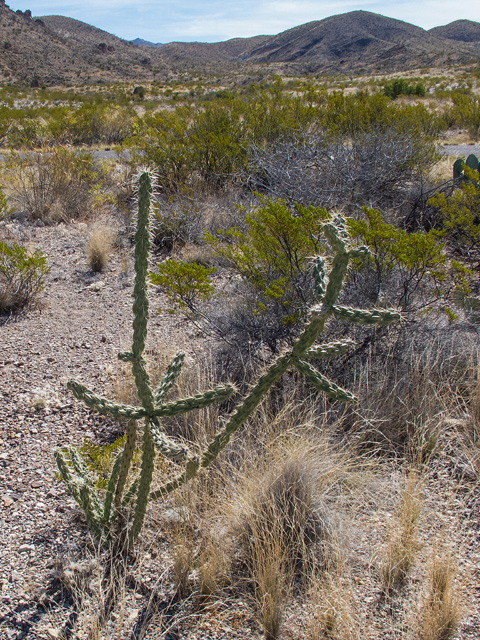 Cylindropuntia spinosior (Walkingstick cactus) #49887