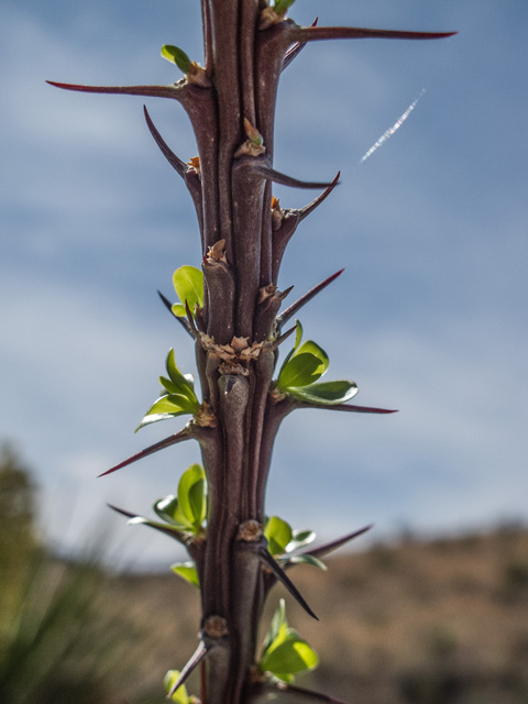Fouquieria splendens (Ocotillo) #49890