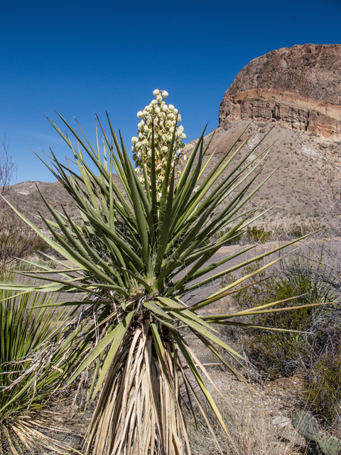 Yucca torreyi (Torrey yucca) #49894