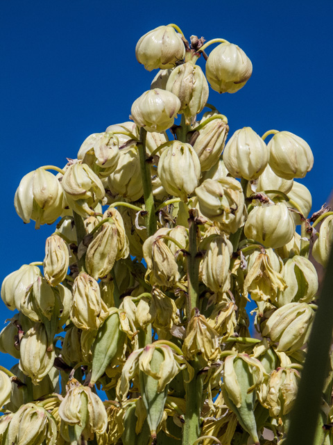 Yucca torreyi (Torrey yucca) #49895