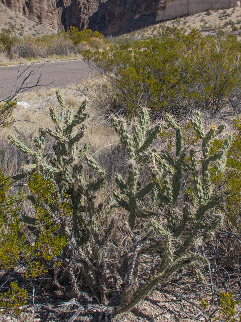 Cylindropuntia spinosior (Walkingstick cactus) #49897