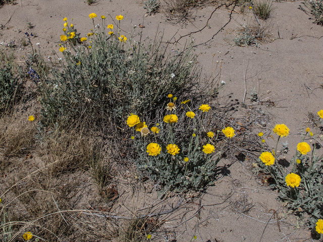 Baileya multiradiata (Desert marigold) #49912