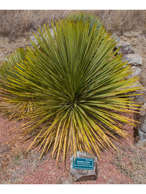 Yucca thompsoniana (Thompson's yucca) #49915