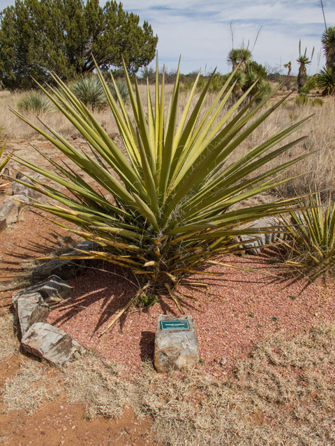 Yucca torreyi (Torrey yucca) #49917
