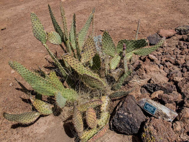 Opuntia engelmannii var. linguiformis (Cactus apple) #49919