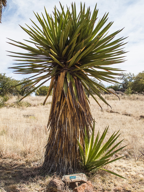 Yucca faxoniana (Faxon yucca) #49922