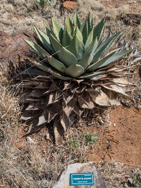 Agave parryi (Parry's agave) #49924