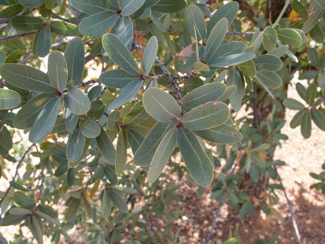Quercus grisea (Gray oak) #49934