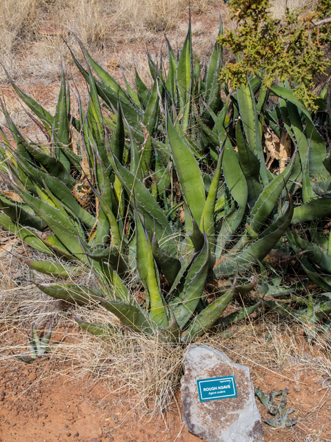 Agave parryi ssp. parryi (Century plant) #49949