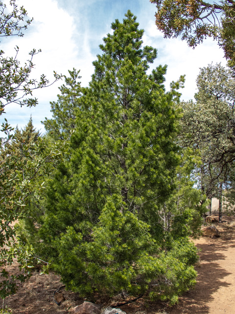 Pinus remota (Papershell pinyon) #49953