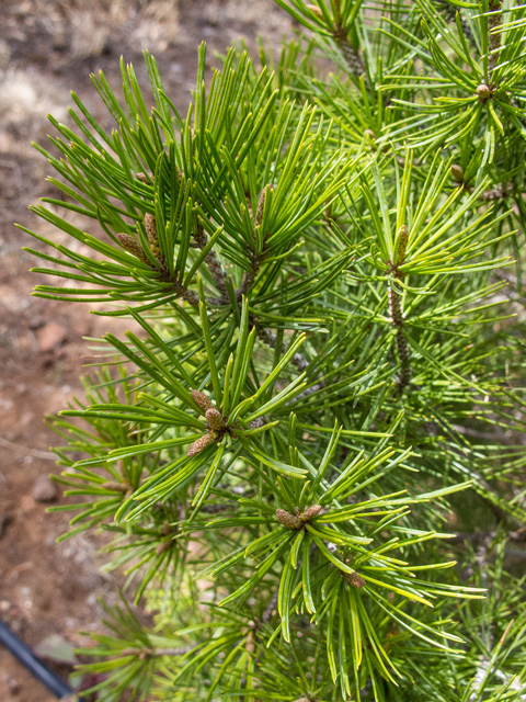 Pinus remota (Papershell pinyon) #49954