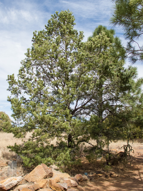 Pinus cembroides (Mexican pinyon) #49955