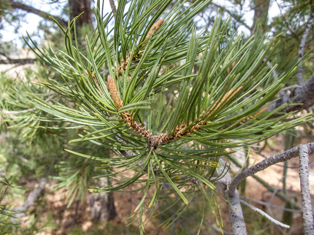 Pinus cembroides (Mexican pinyon) #49956