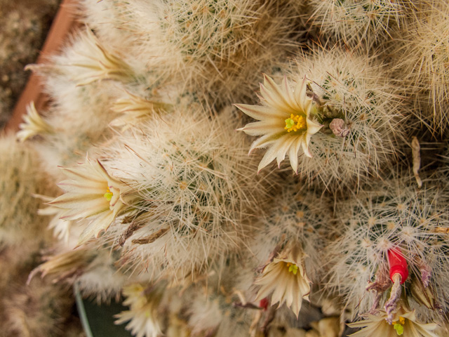 Escobaria duncanii (Duncan's foxtail cactus) #49961