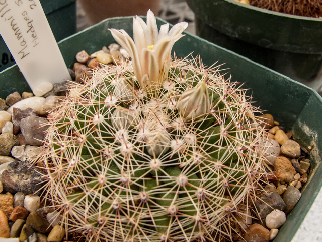 Mammillaria heyderi var. heyderi (Little nipple cactus) #49963