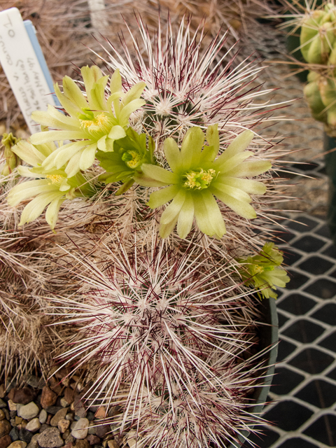 Echinocereus viridiflorus var. canus (Graybeard hedgehog cactus) #49983