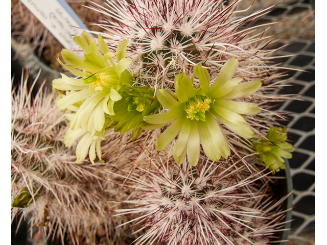 Echinocereus viridiflorus var. canus (Graybeard hedgehog cactus) #49984