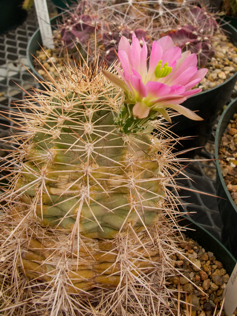 Echinocereus roetteri (Lloyd's hedgehog cactus) #49990