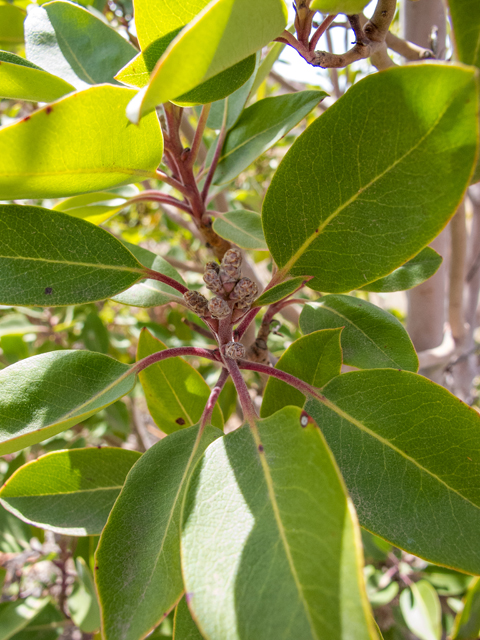 Arbutus xalapensis (Texas madrone) #49997
