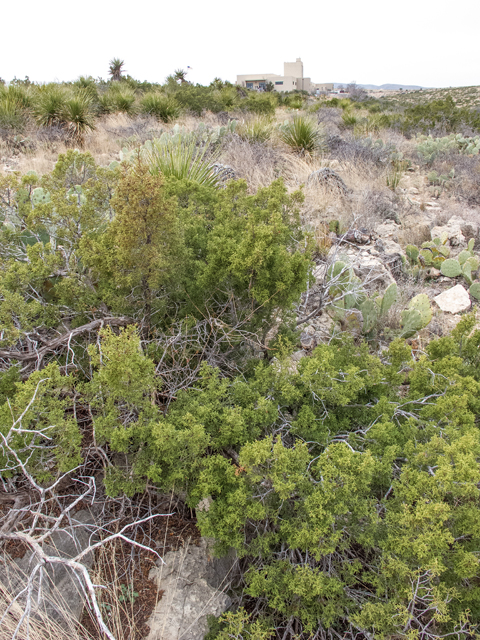 Juniperus monosperma (Oneseed juniper) #50006