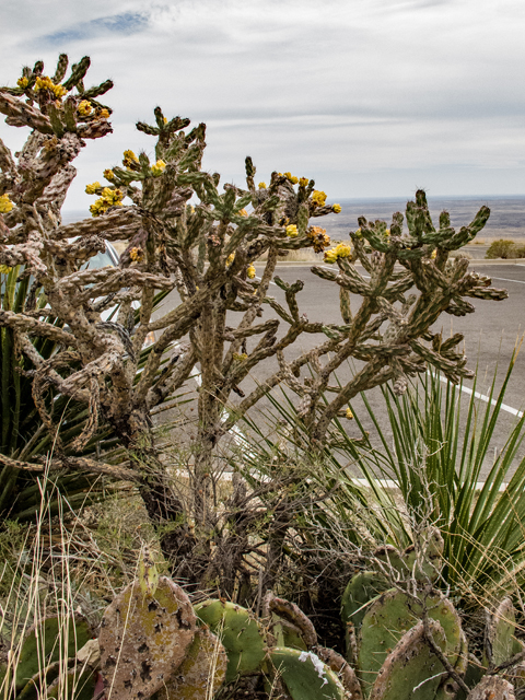 Cylindropuntia spinosior (Walkingstick cactus) #50010