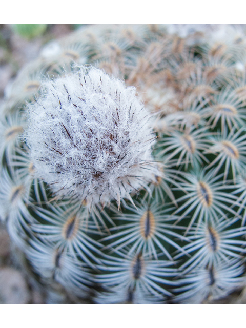 Echinocereus reichenbachii (Lace hedgehog cactus) #50031