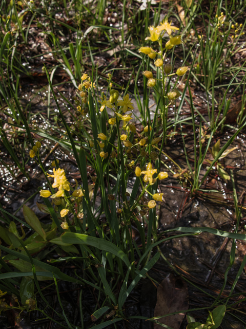Schoenolirion croceum (Yellow sunnybell) #58330