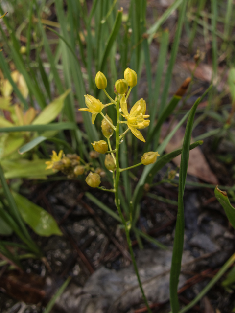 Schoenolirion croceum (Yellow sunnybell) #58331