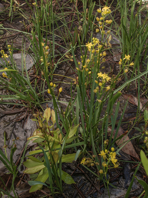 Schoenolirion croceum (Yellow sunnybell) #58332